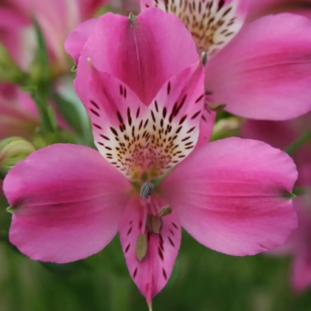 ALSTROEMERIA �Edouard�