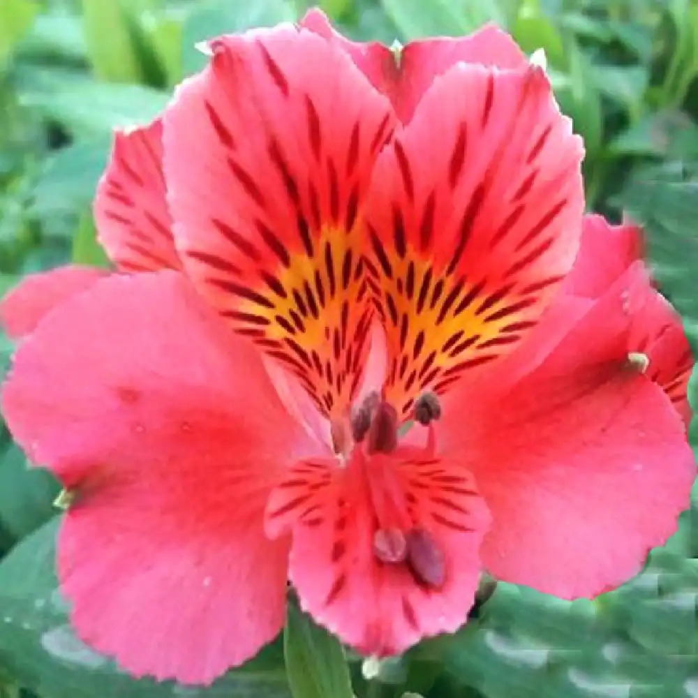 ALSTROEMERIA �Elisabeth�