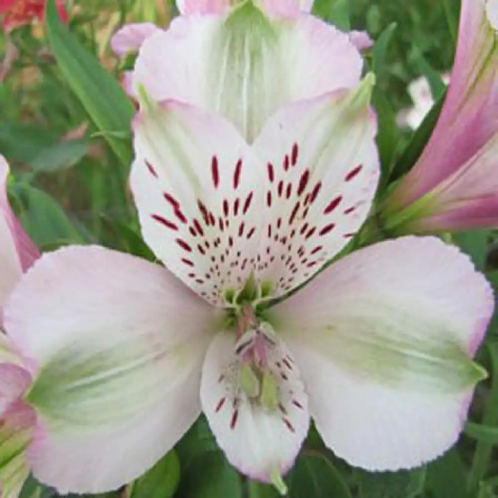 ALSTROEMERIA 'Fran�ois'