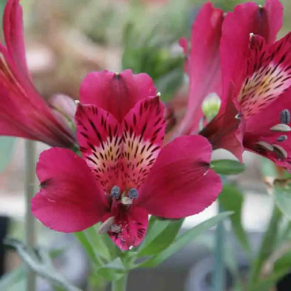 ALSTROEMERIA 'Georges'