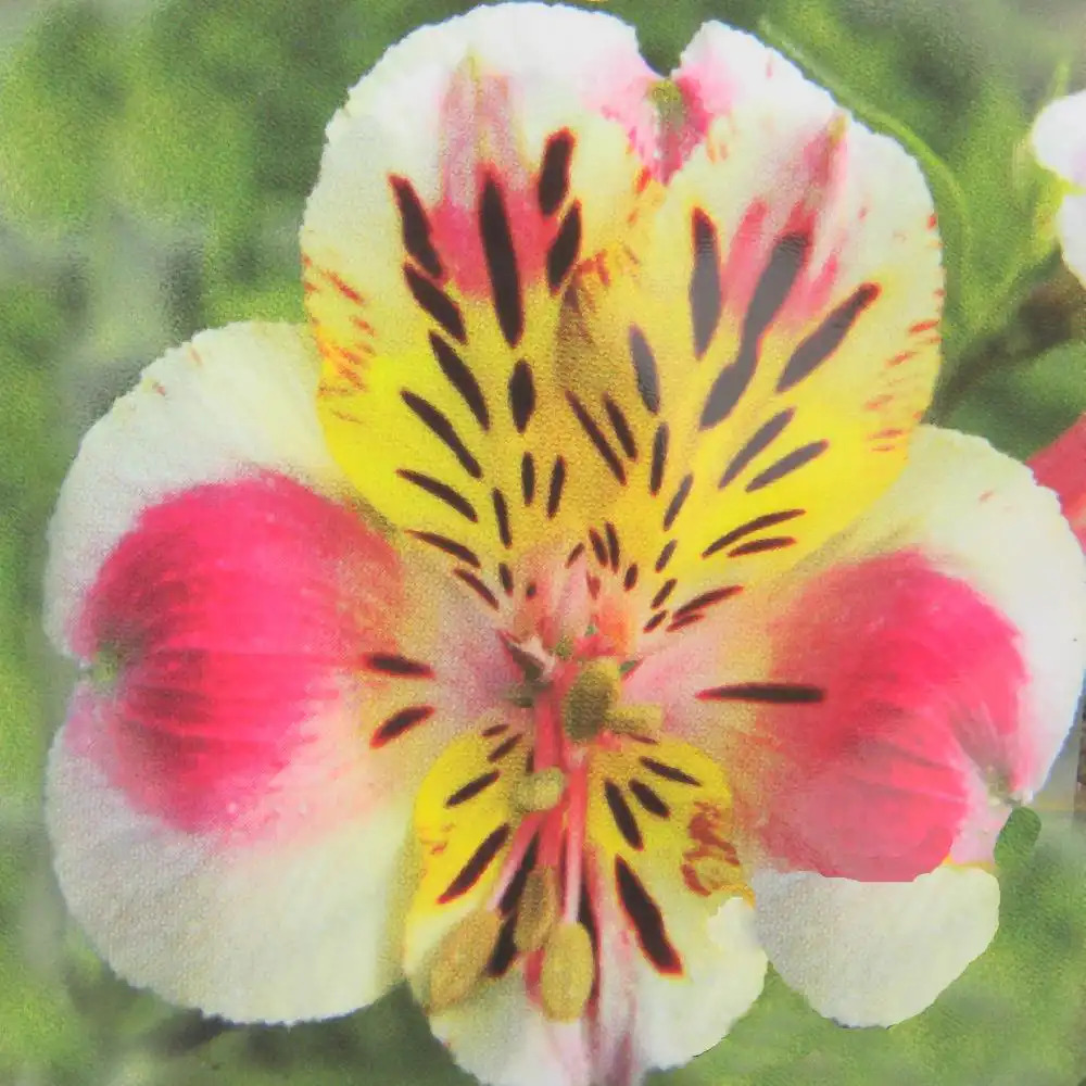 ALSTROEMERIA 'G�e'