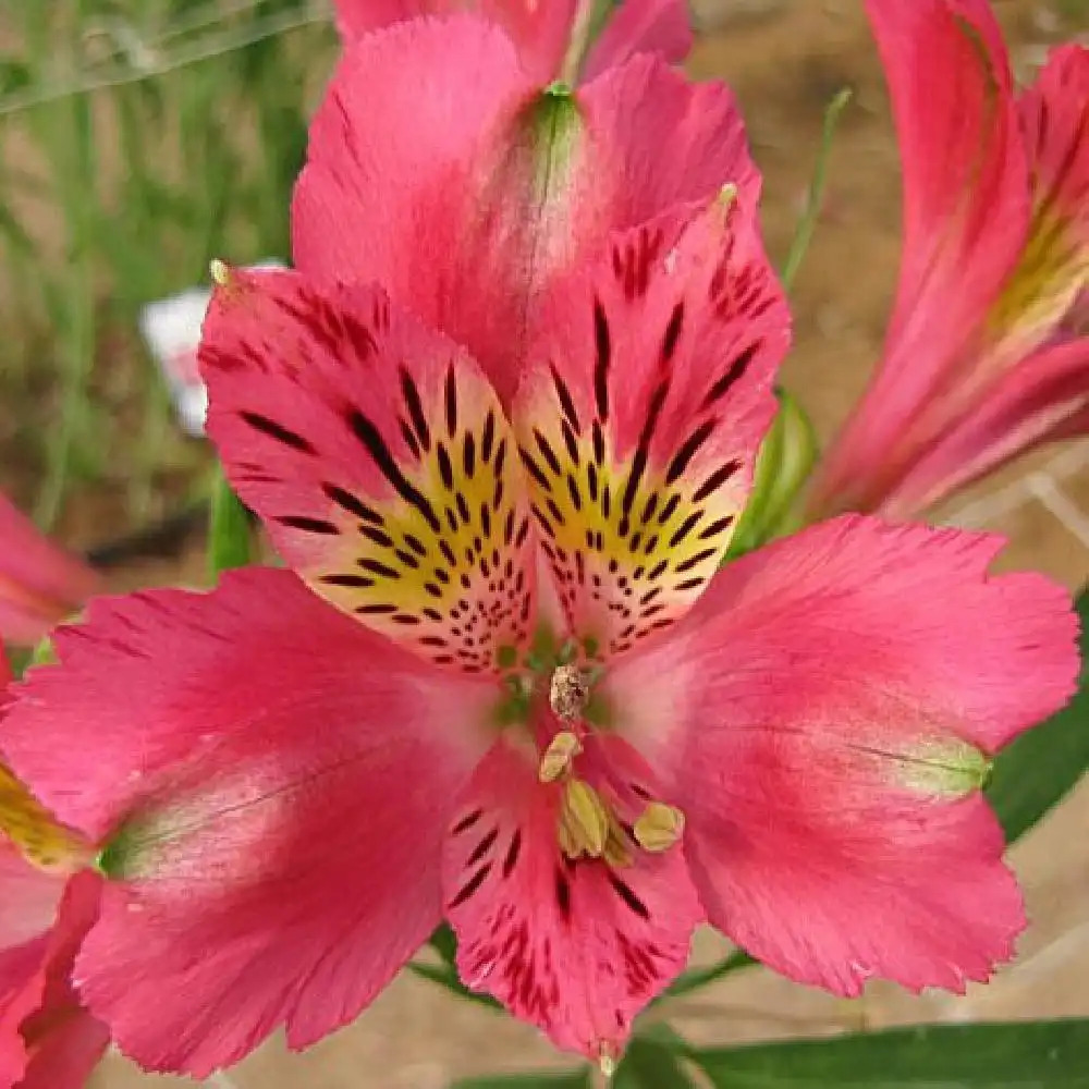 ALSTROEMERIA 'Isabelle' - Lis des Incas - Alstroemère naine - pépinières  Lepage Bretagne Bord de mer