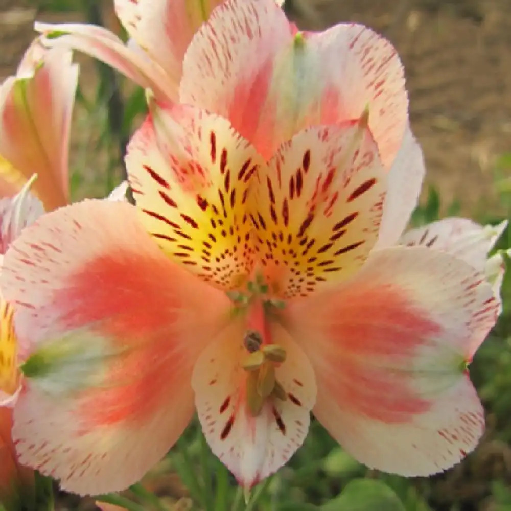 ALSTROEMERIA �Jean�