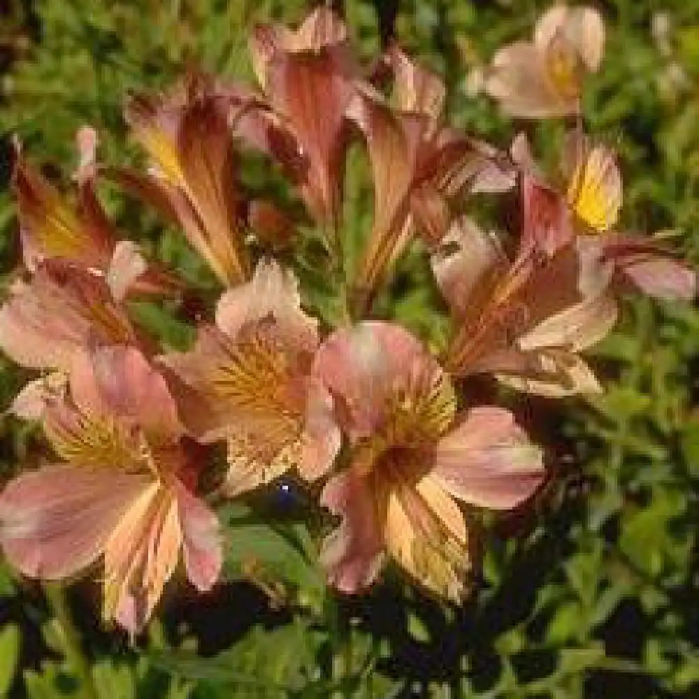 ALSTROEMERIA Ligtu Hybrids