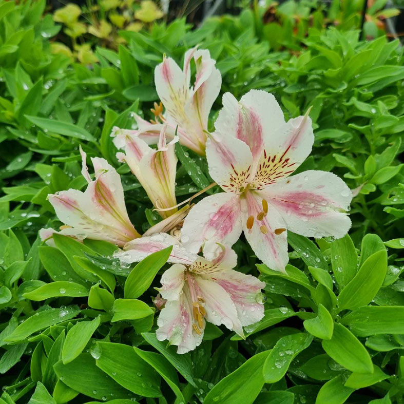 ALSTROEMERIA 'Little Miss Sophie'Â®