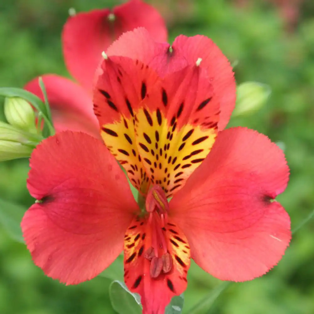 ALSTROEMERIA 'Liré' - Lis des Incas - Alstroemère - pépinières Lepage  Bretagne Bord de mer