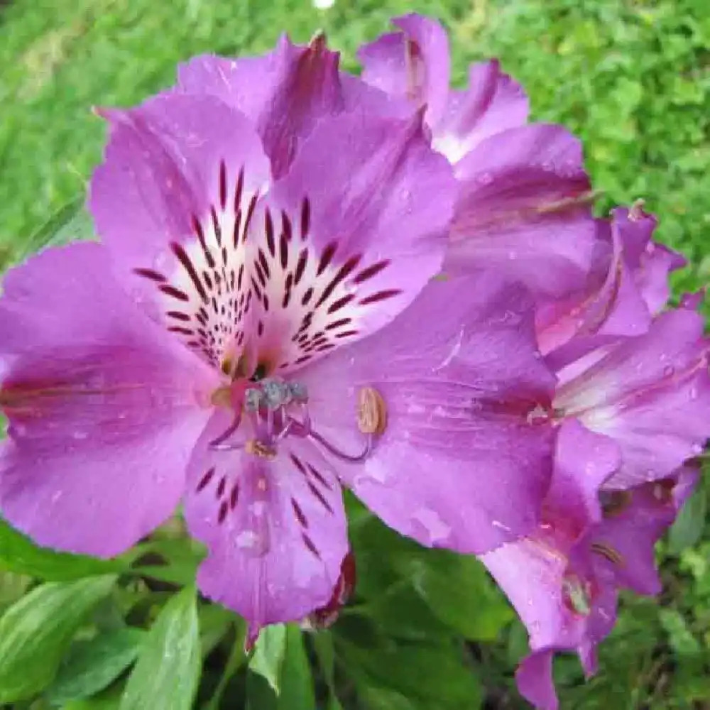 ALSTROEMERIA 'Lucas'