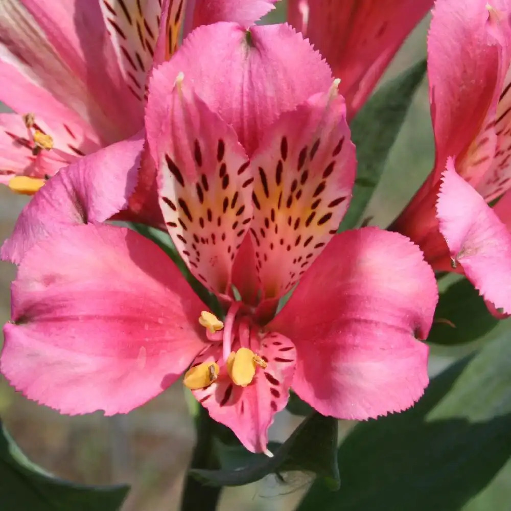 ALSTROEMERIA 'Marc�' �