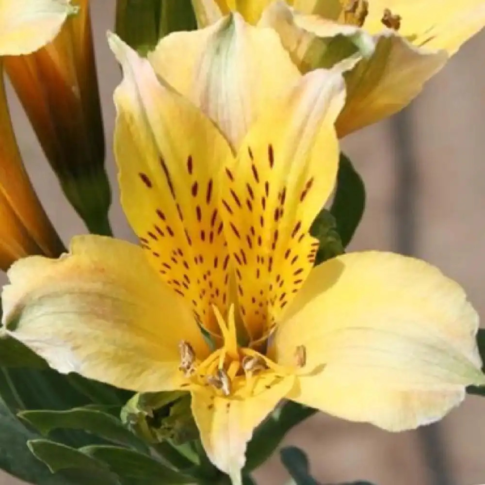 ALSTROEMERIA �Marie�