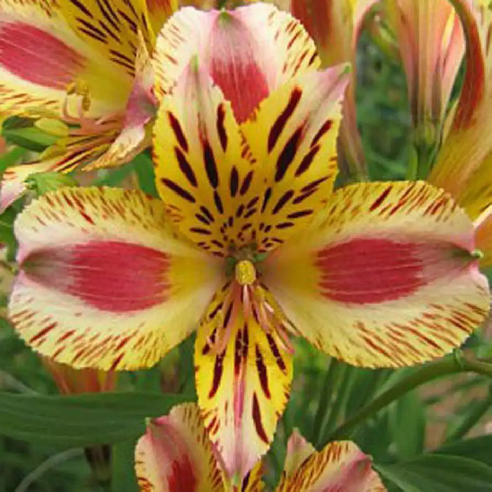 ALSTROEMERIA 'Marguerite' - Lis des Incas - Alstroemère naine - pépinières  Lepage Bretagne Bord de mer