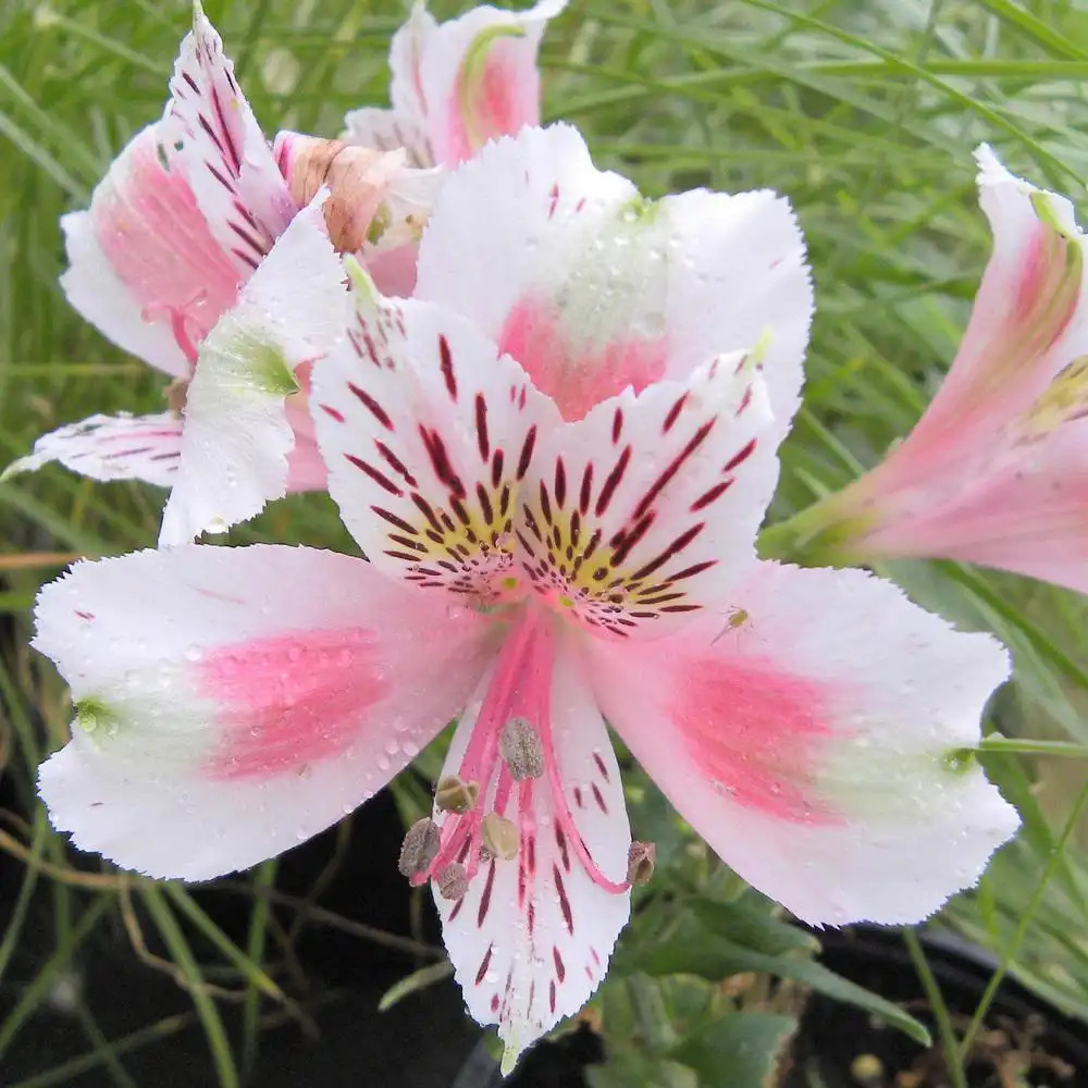 ALSTROEMERIA 'Mathilde' - Lis des Incas - Alstroemère - pépinières Lepage  Bretagne Bord de mer