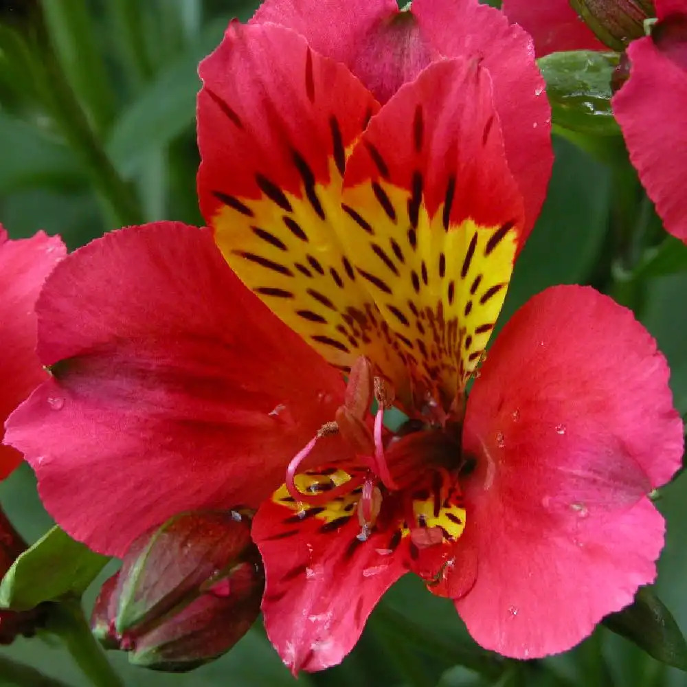 ALSTROEMERIA 'Mars'