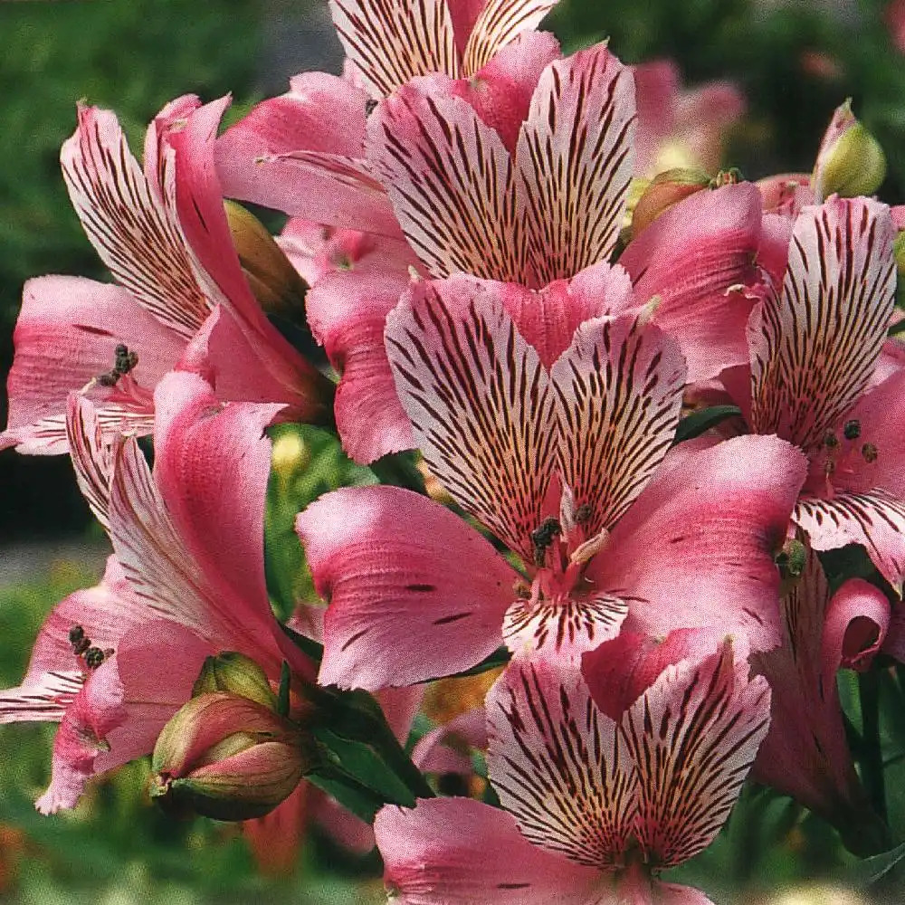 ALSTROEMERIA 'Neptune'