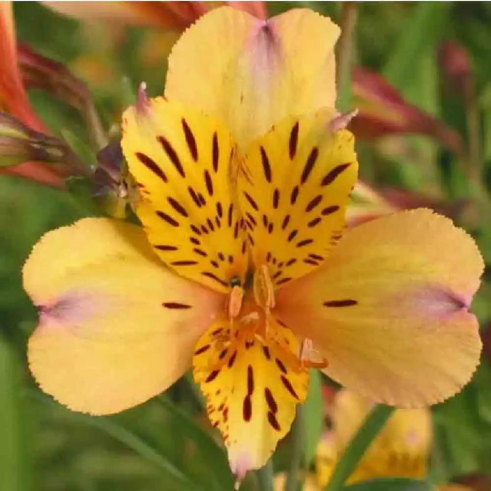 ALSTROEMERIA 'Nicolas'