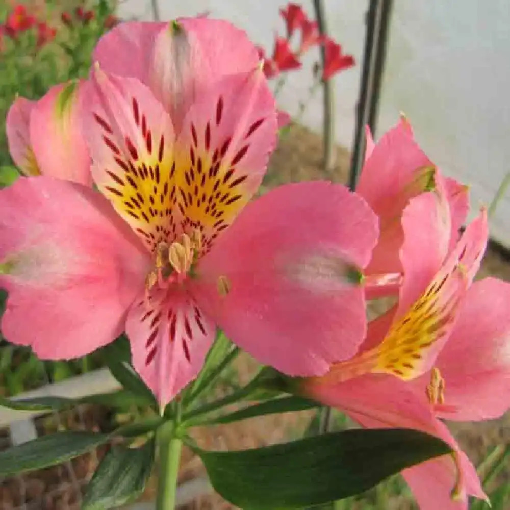 ALSTROEMERIA 'Pierre'