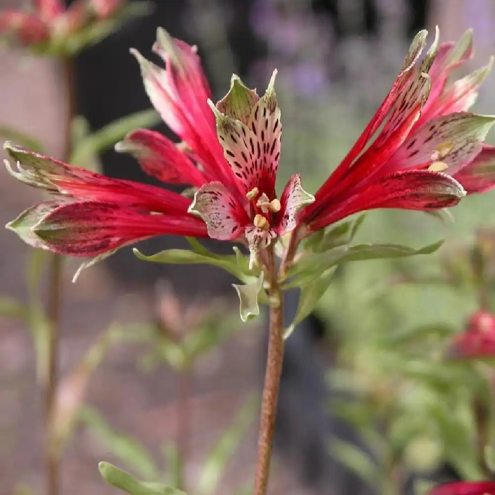 ALSTROEMERIA psittacina 'Mona Lisa'