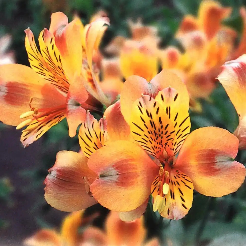 ALSTROEMERIA 'Saturne'