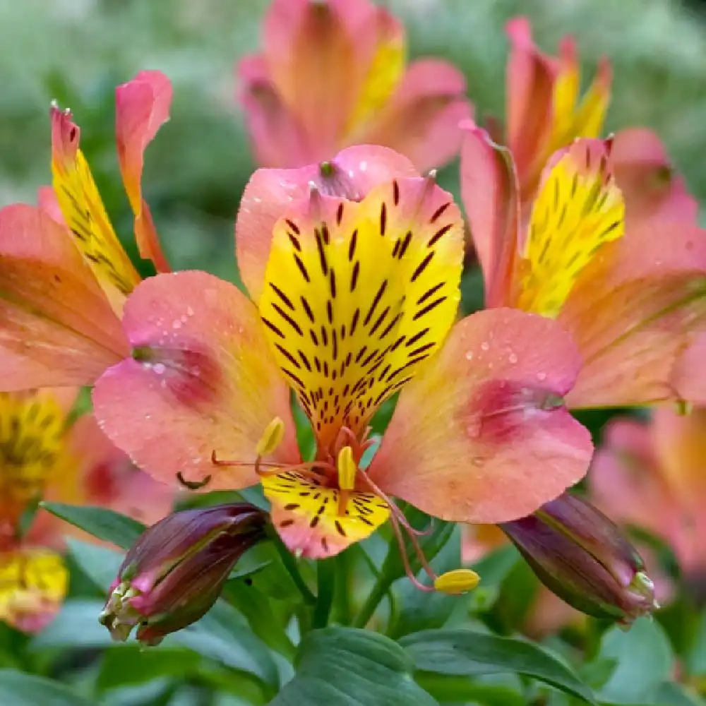 ALSTROEMERIA 'Sirius'