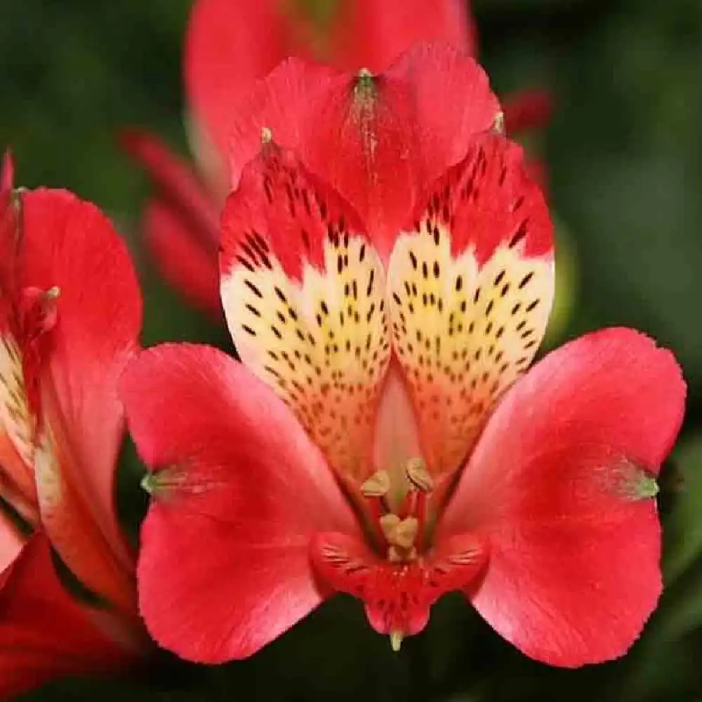 ALSTROEMERIA 'Stella'�