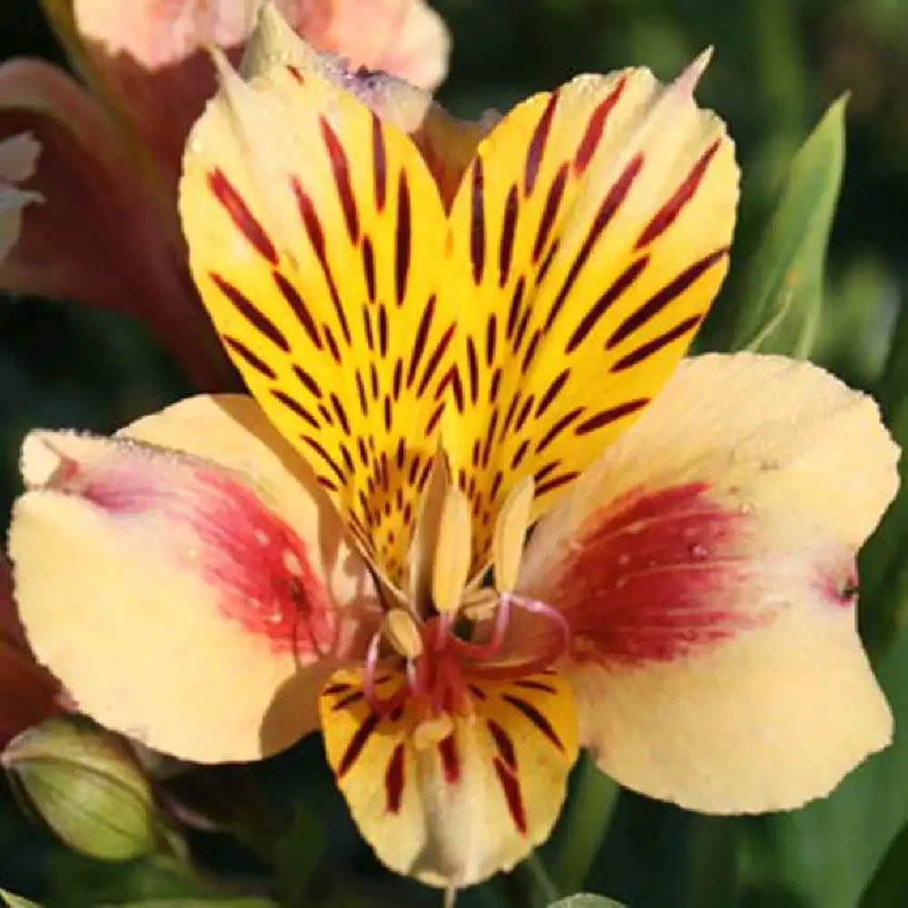 ALSTROEMERIA 'Thorign�'