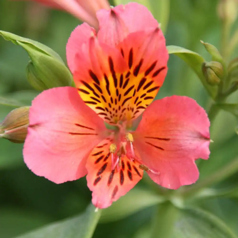 ALSTROEMERIA 'Tierc�'