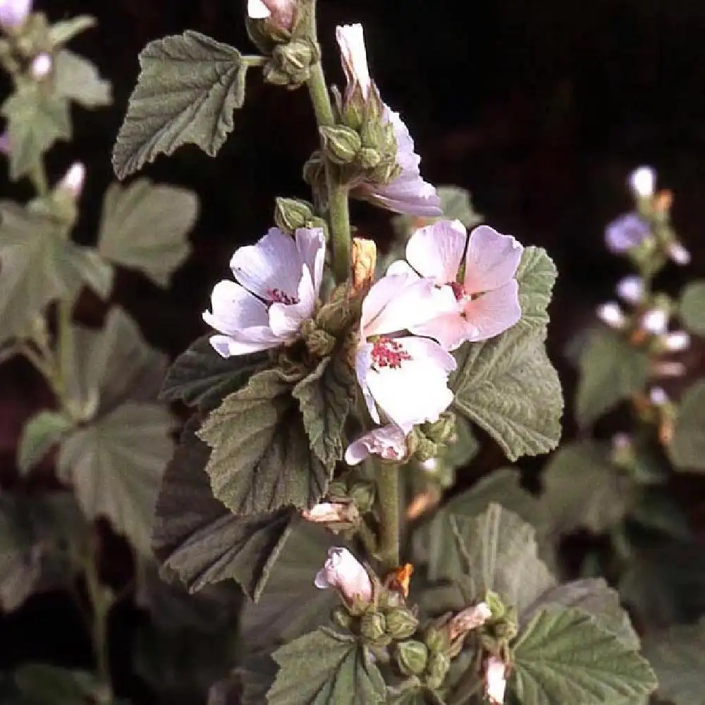 ALTHAEA officinalis