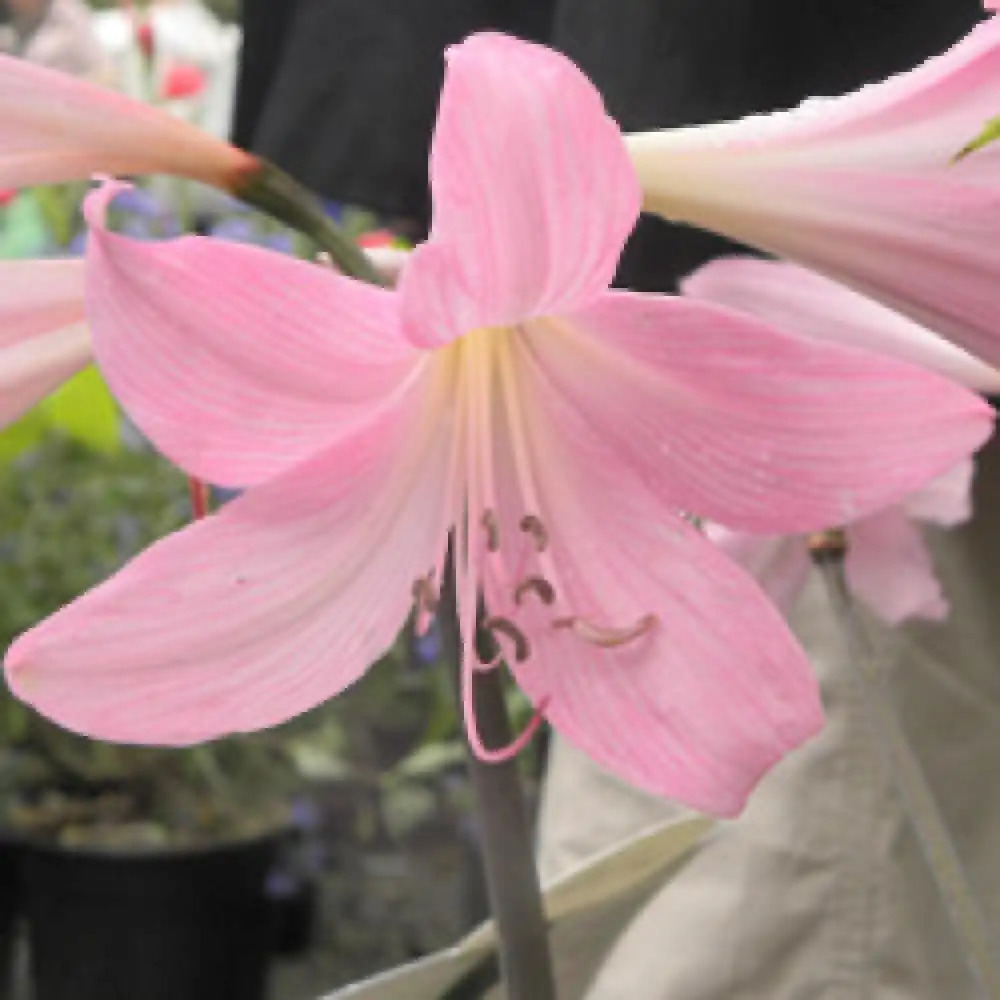 Bulbe D'Amaryllis Belladonna Grand Format 26/30 - Véritable Hippeastrum, Fleurs Spectaculaires - Pas De Cire, Pas Artificiel