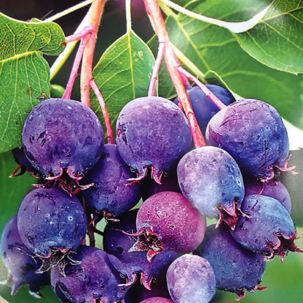 AMELANCHIER alnifolia 'Saskatoon Berry'®