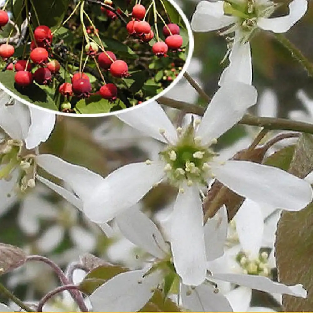 AMELANCHIER canadensis