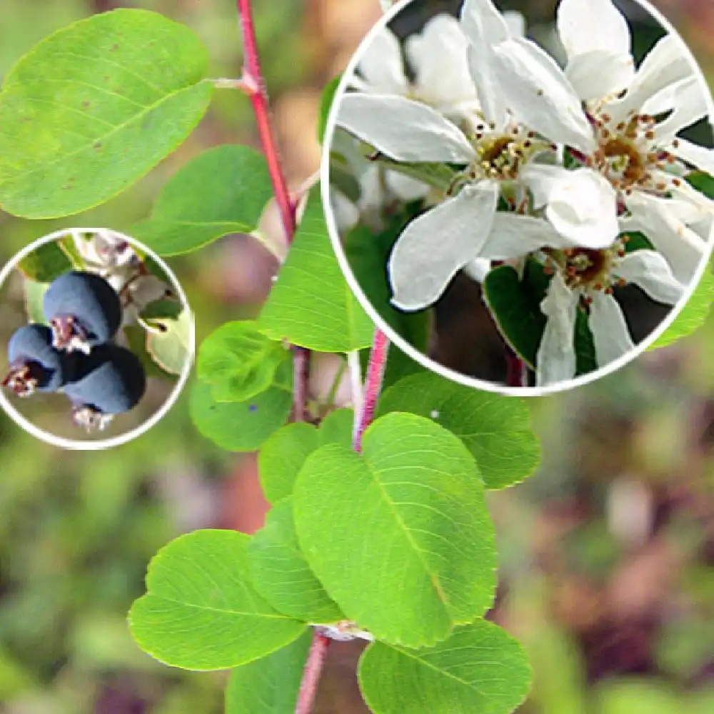 AMELANCHIER rotundifolia