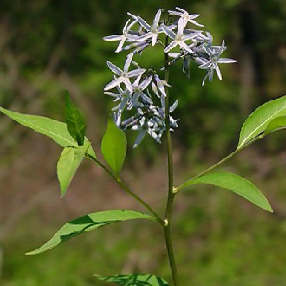 AMSONIA tabernaemontana