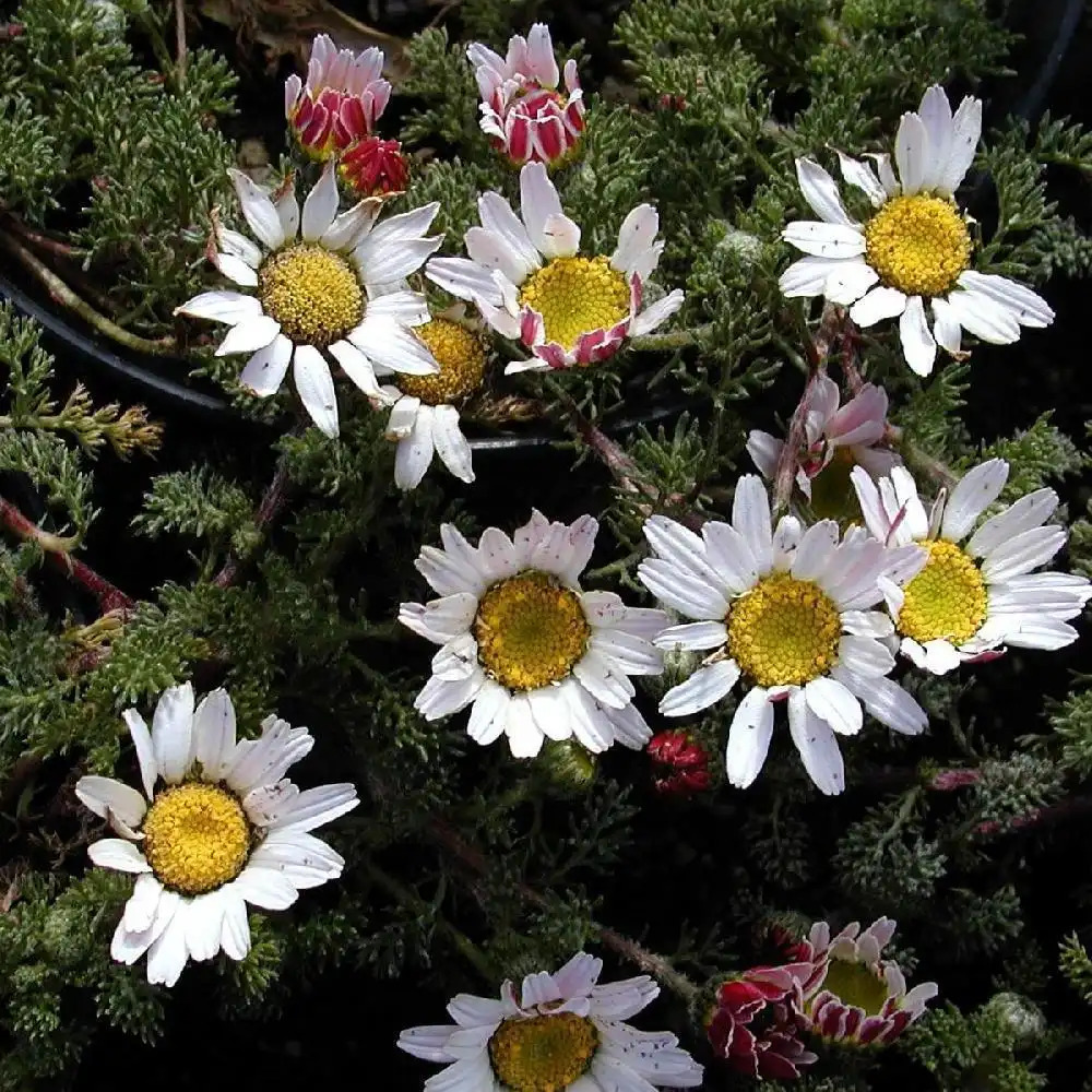 ANACYCLUS pyrethrum var. depressus.' image 2