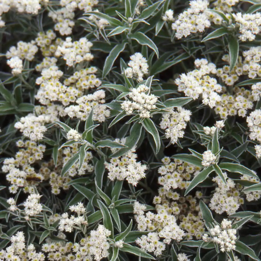 ANAPHALIS margaritacea