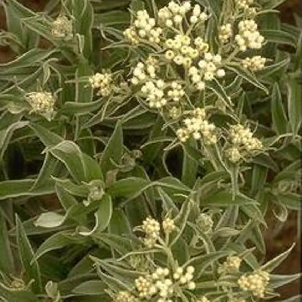 ANAPHALIS margaritacea