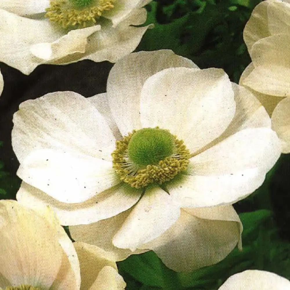 ANEMONE coronaria 'Bride'