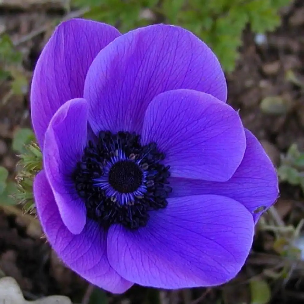 ANEMONE coronaria 'Mr Fokker' - pépinières Lepage Bretagne Bord de mer