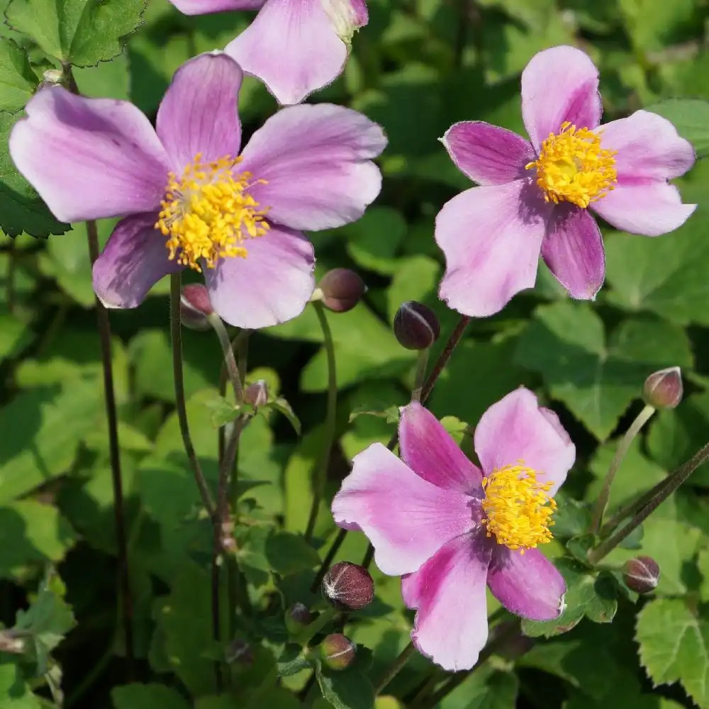 ANEMONE hupehensis 'Bowles's Pink' - Anémone du Japon - pépinières Lepage  Bretagne Bord de mer