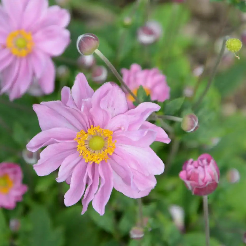 ANEMONE hupehensis 'Pocahontas'® (Fantasy Series) - ANEMONE d'automne - Anémone  du Japon - pépinières Lepage Bretagne Bord de mer