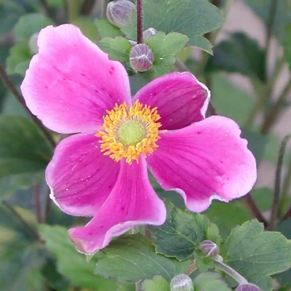 ANEMONE hupehensis 'Praecox'