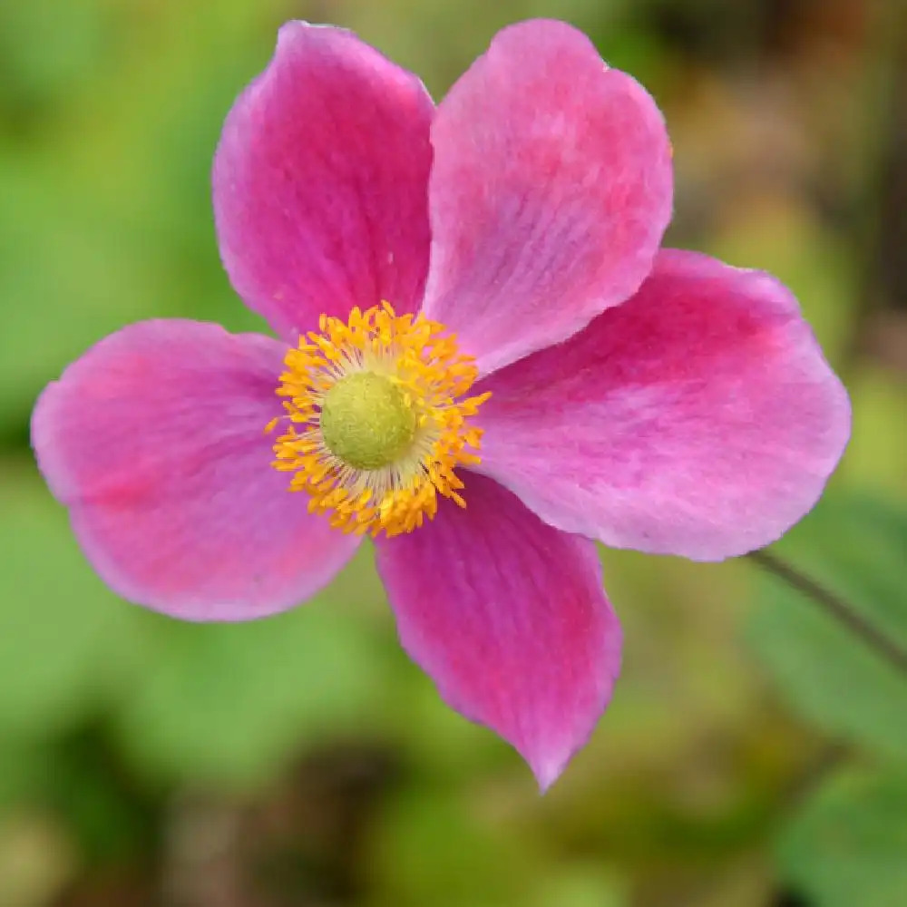 ANEMONE hupehensis 'Praecox' - ANEMONE d'automne - Anémone du Japon -  pépinières Lepage Bretagne Bord de mer