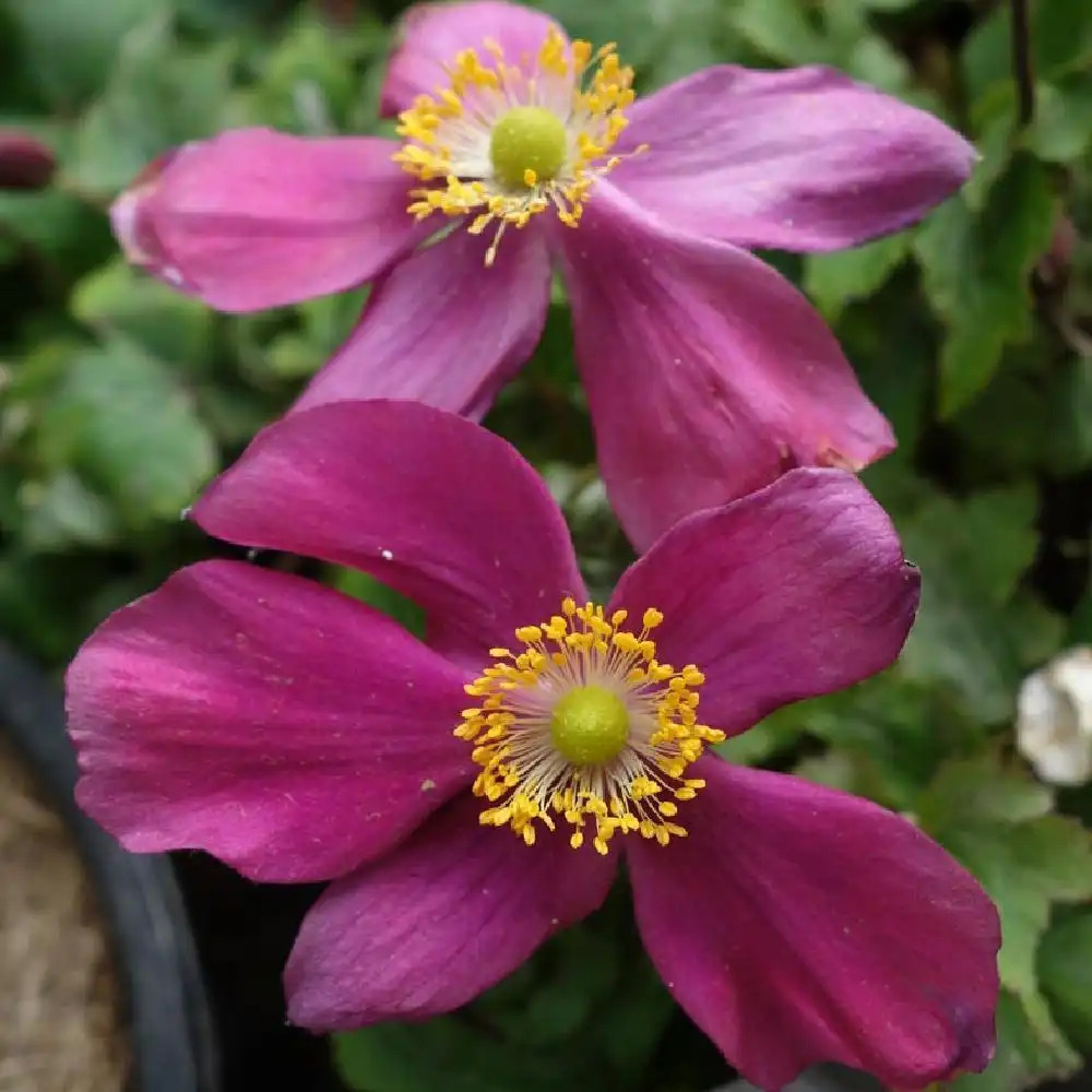 ANEMONE hupehensis 'Red Riding'® (Fantasy Series) - ANEMONE d'automne - Anémone  du Japon - pépinières Lepage Bretagne Bord de mer