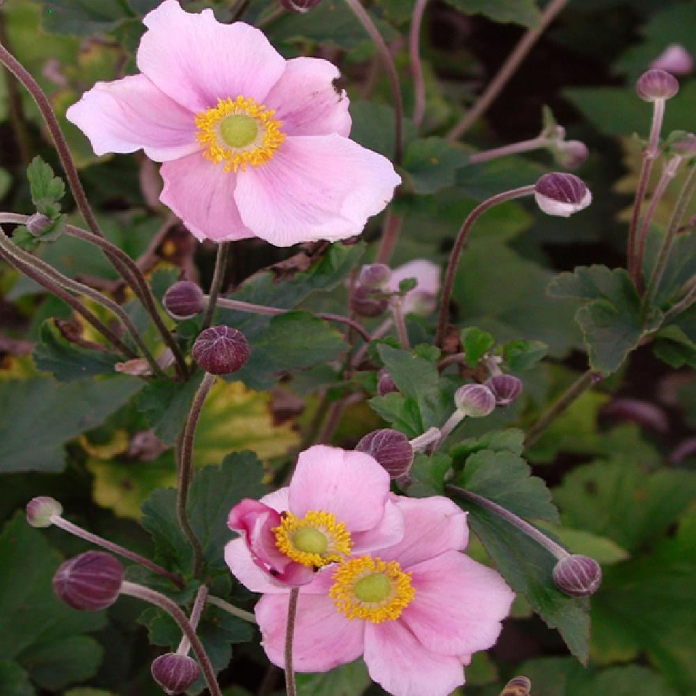 ANEMONE hupehensis 'September Charm' - Anémone du Japon - pépinières Lepage  Bretagne Bord de mer