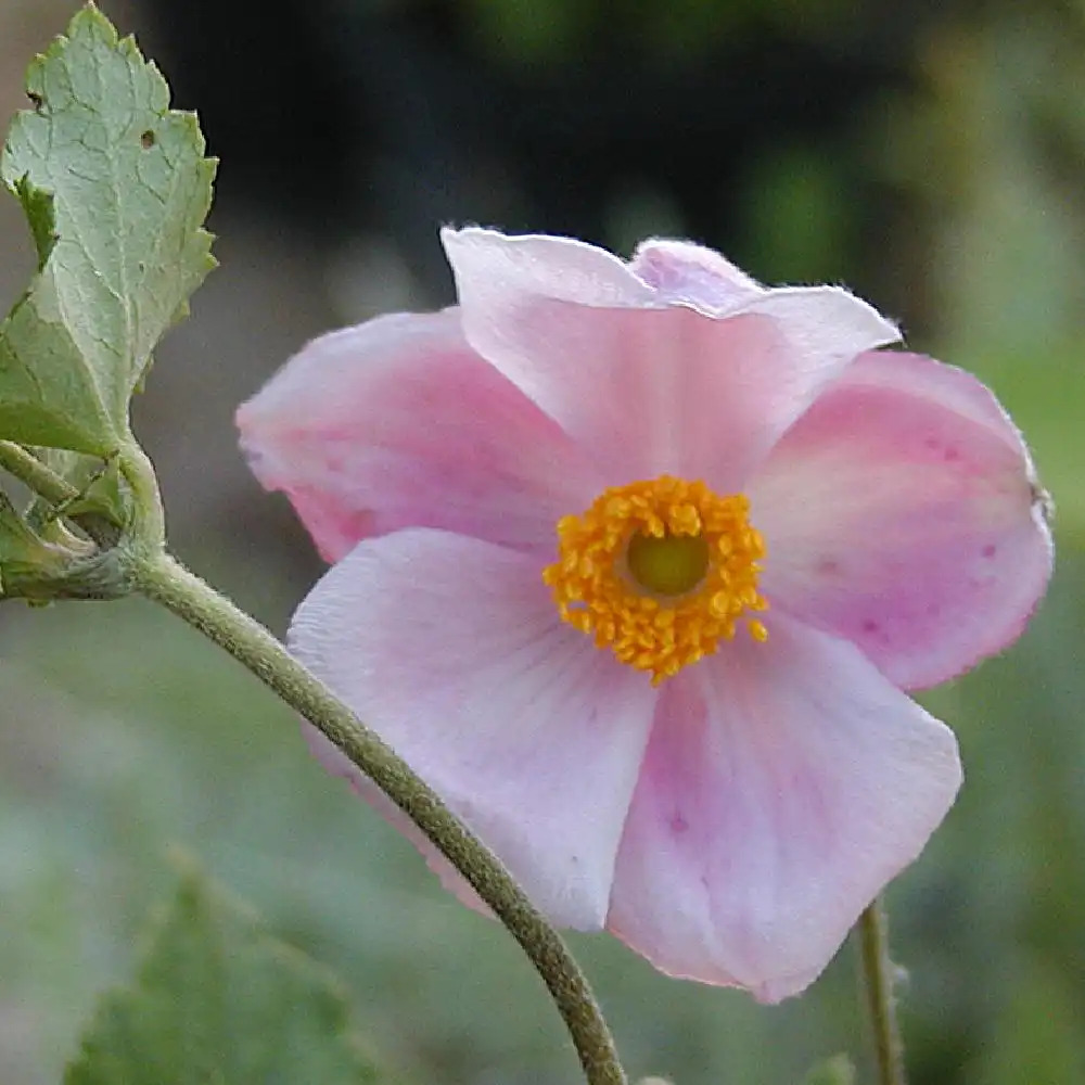 ANEMONE hupehensis 'September Charm' - Anémone du Japon - pépinières Lepage  Bretagne Bord de mer