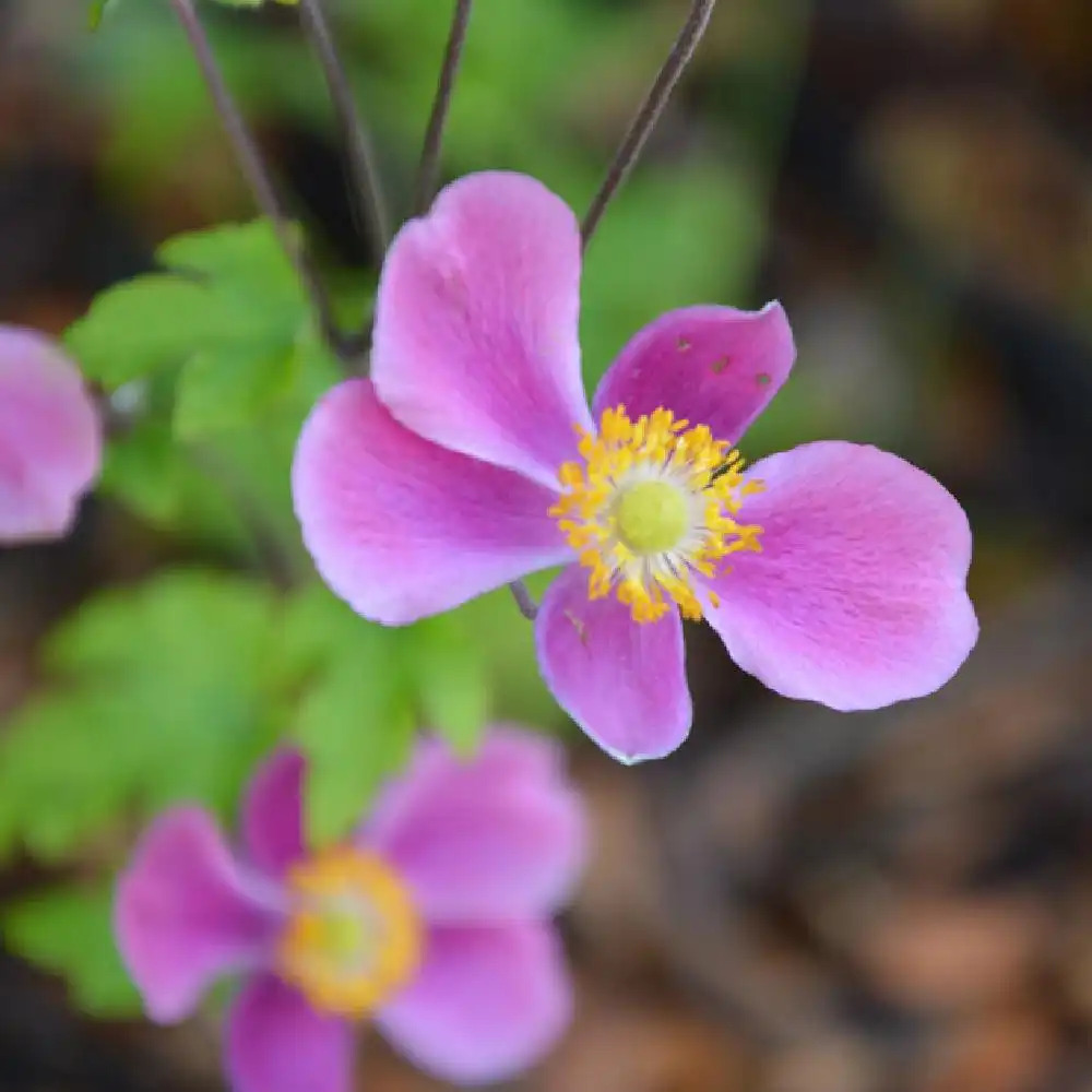 ANEMONE hupehensis 'Splendens' - Anémone du Japon - pépinières Lepage  Bretagne Bord de mer