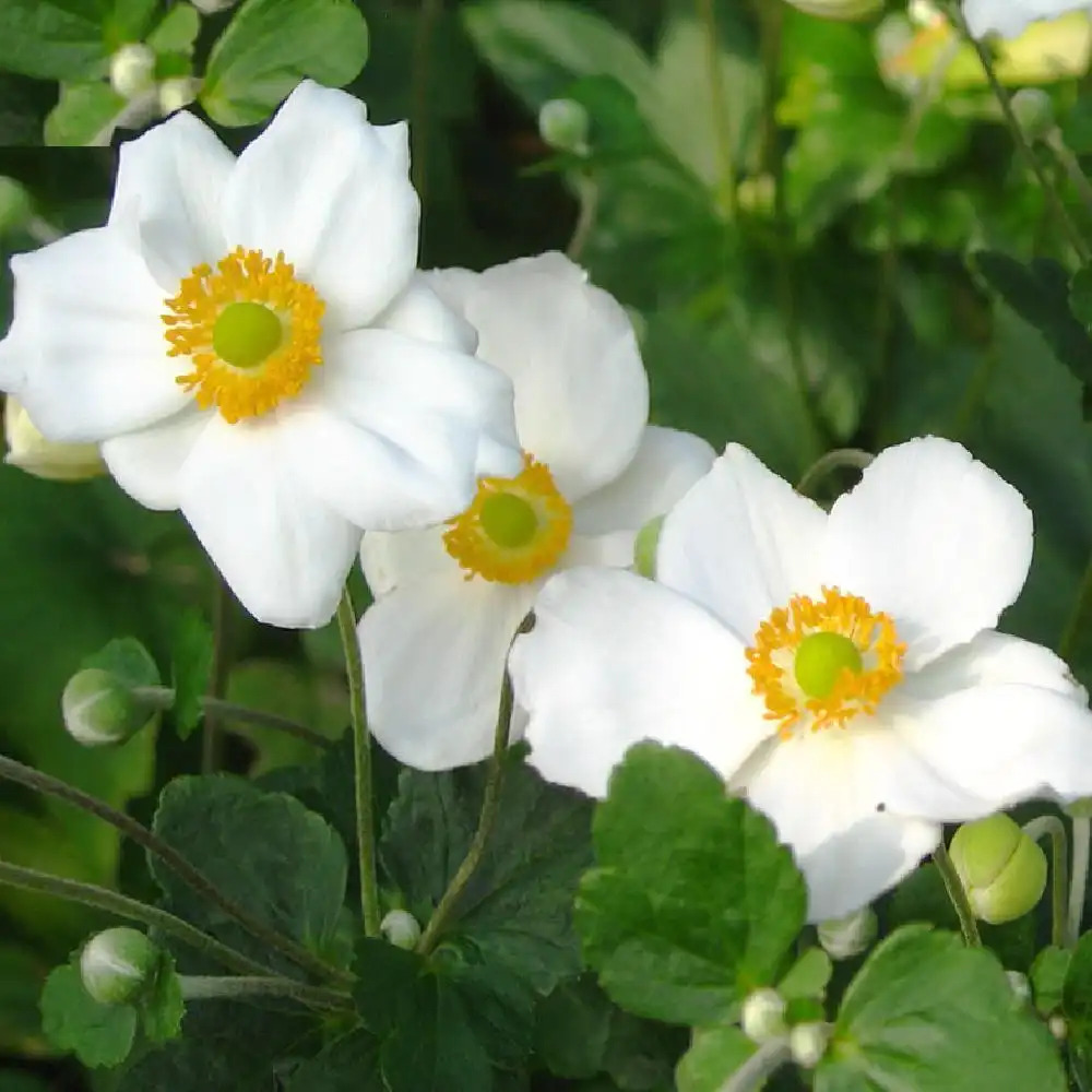 ANEMONE hybrida'Whirlwind' - Anémone du Japon - pépinières Lepage Bretagne  Bord de mer