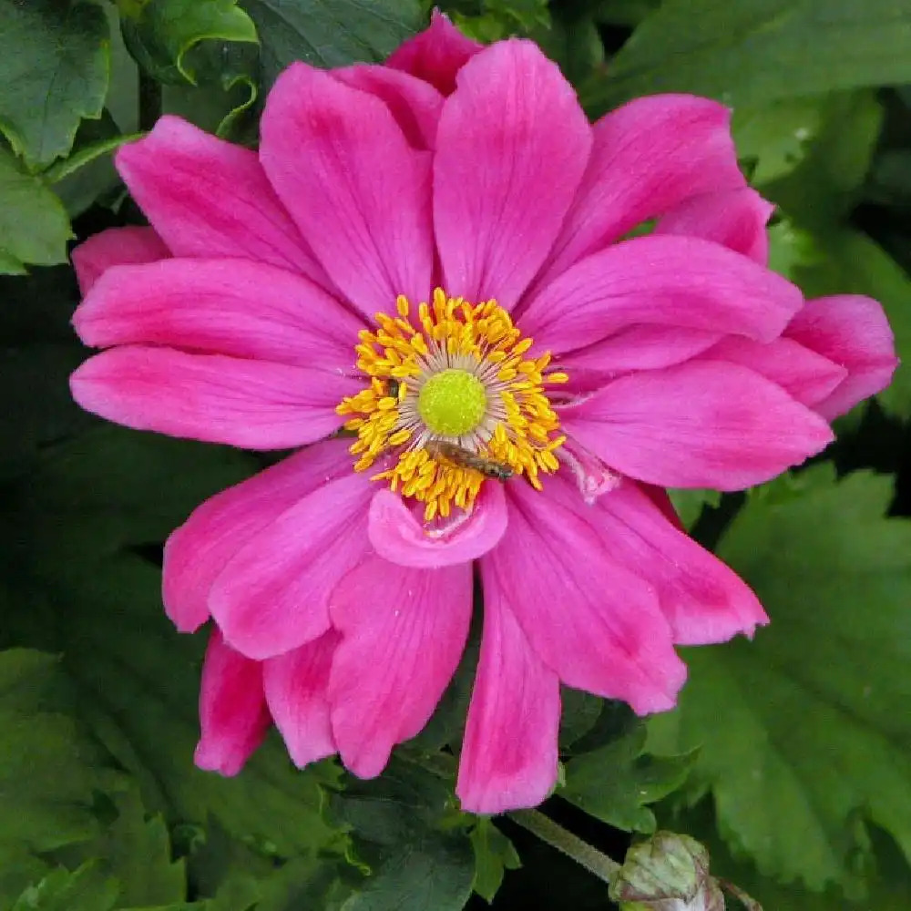 ANEMONE hybrida 'Bressingham Glow'