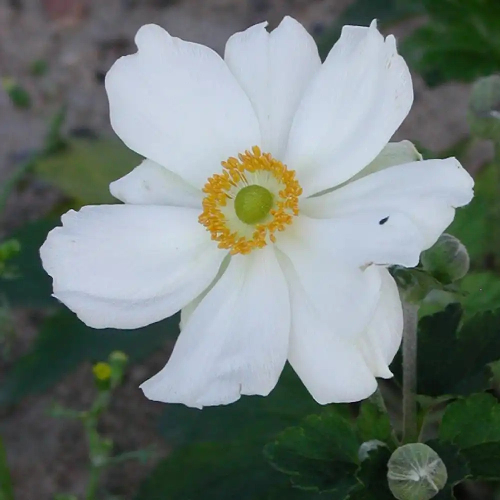 ANEMONE hybrida 'Honorine Jobert' - Anémone du Japon - pépinières Lepage  Bretagne Bord de mer