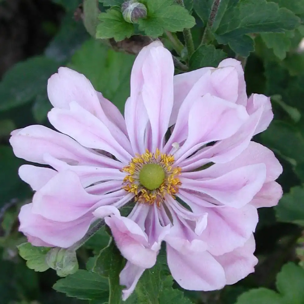 ANEMONE hybrida 'Königin Charlotte' - Anémone du Japon - pépinières Lepage  Bretagne Bord de mer