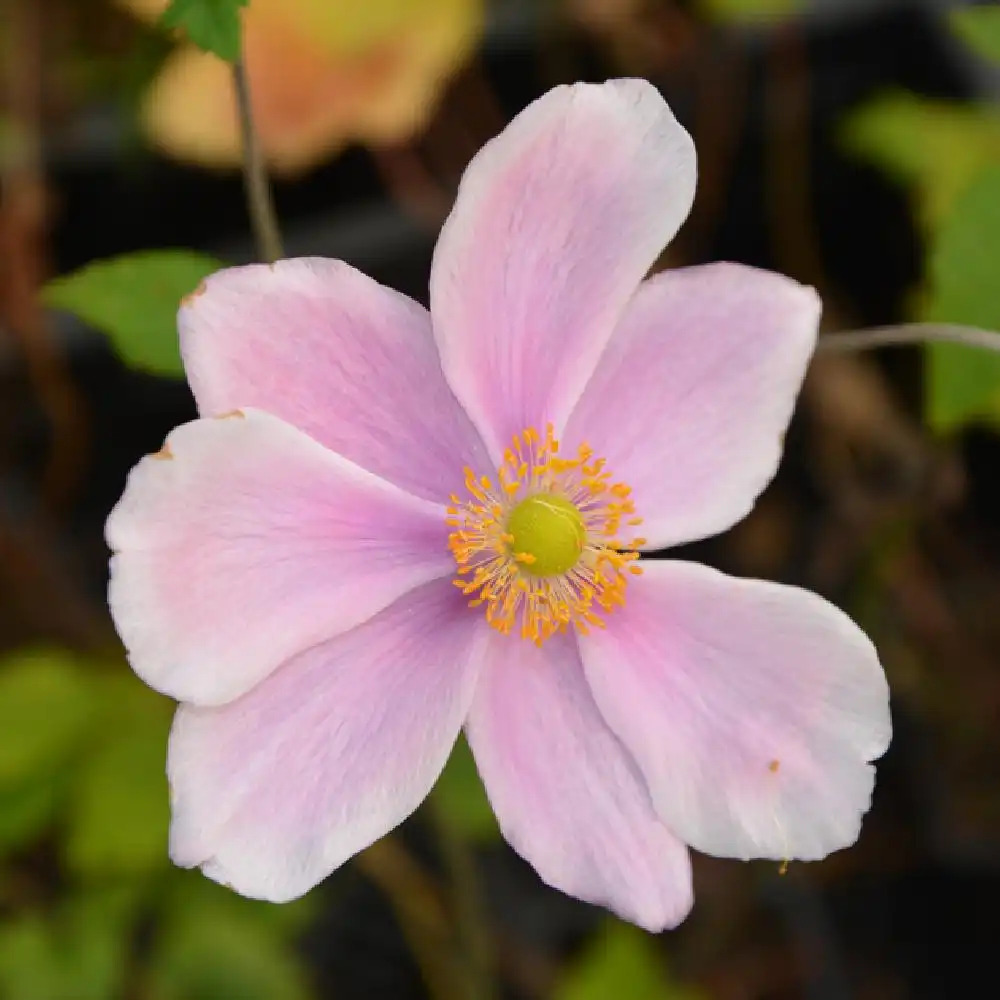 ANEMONE hybrida 'Loreley'