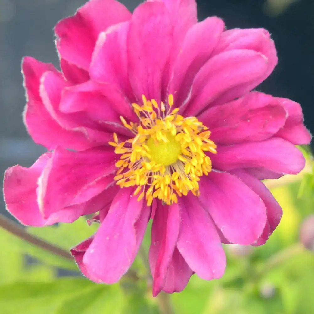 ANEMONE hybrida 'Margarete'